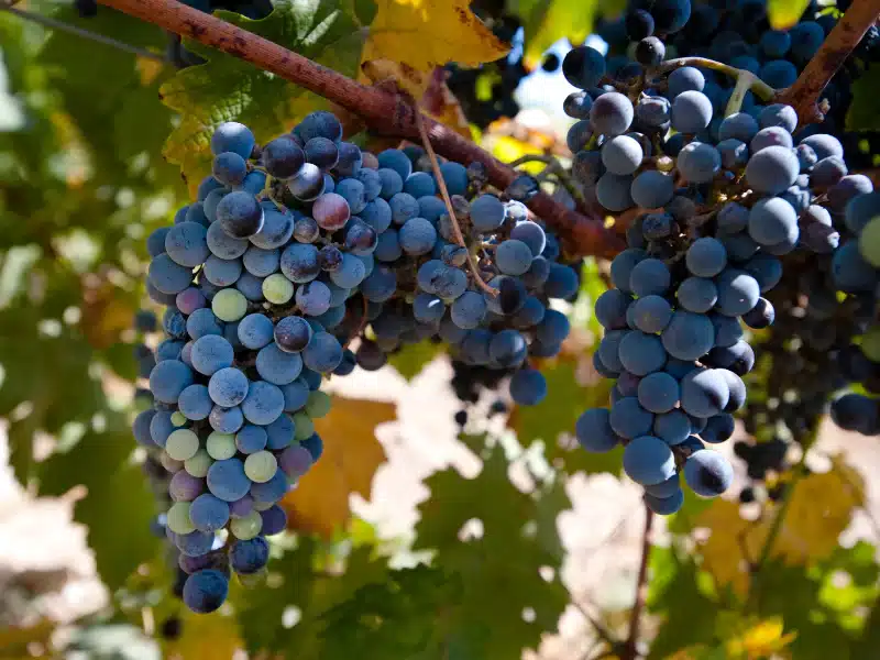 Merlot: Alles over deze wijndruif en zijn rijke smaakprofiel